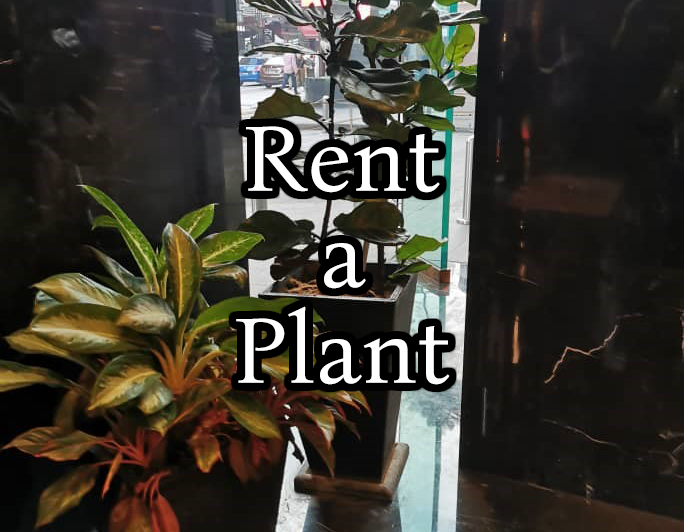 Rent A Plant